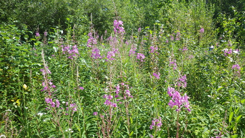 fireweed