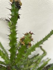 Euphorbia wakefieldii