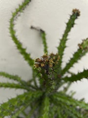 Euphorbia wakefieldii