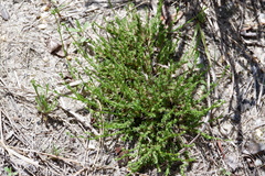 Hudsonia ericoides