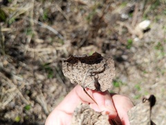 Diplocarpon