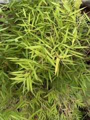 Pogonatherum paniceum