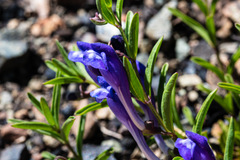 Scutellaria siphocampyloides