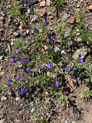 Scutellaria siphocampyloides