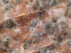 Diplocarpon