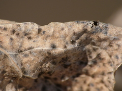 Diplocarpon