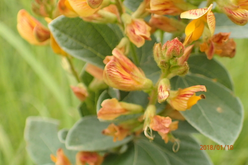 Image of Rhynchosia woodii by no rights reserved