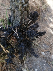 Arceuthobium vaginatum