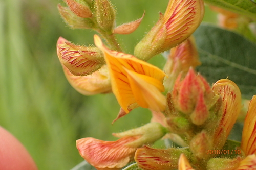 Image of Rhynchosia woodii by no rights reserved