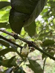 Garcinia intermedia