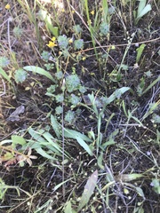 Pogogyne zizyphoroides