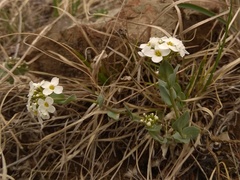 Noccaea cochleariformis