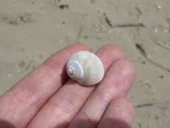 Notocochlis isabelleana