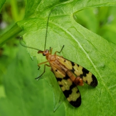 Panorpa neglecta