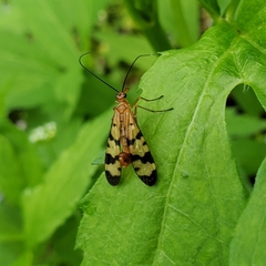 Panorpa neglecta