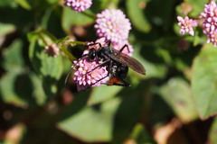 Tachypompilus analis