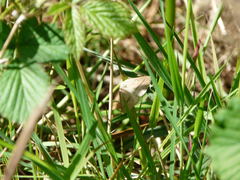 Petrophora chlorosata