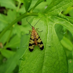 Panorpa neglecta