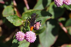 Tachypompilus analis