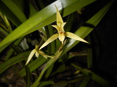 Nidema