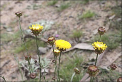 Leptorhynchos nitidulus