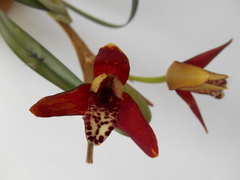 Maxillaria tenuifolia