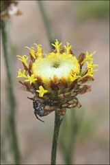 Leptorhynchos nitidulus