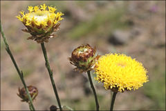 Leptorhynchos nitidulus