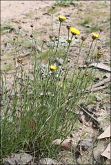 Leptorhynchos nitidulus