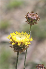 Leptorhynchos nitidulus