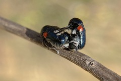 Saxinis saucia