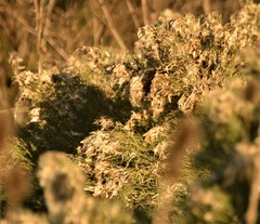 Baccharis notosergila