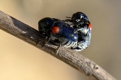 Saxinis saucia