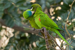 Red-Shouldered Macaw photo 4
