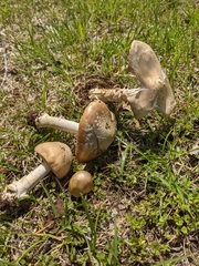 Amanita populiphila