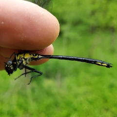 Stenogomphurus rogersi