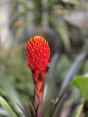 Guzmania conifera