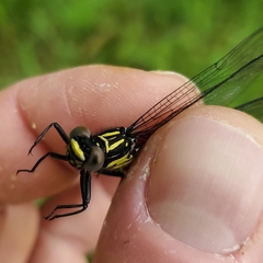 Stenogomphurus rogersi