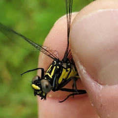Stenogomphurus rogersi