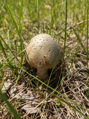 Amanita populiphila