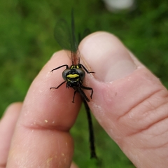 Stenogomphurus rogersi