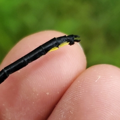 Stenogomphurus rogersi