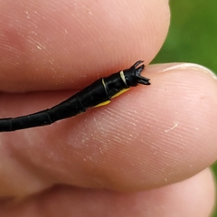 Stenogomphurus rogersi