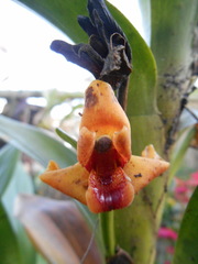Maxillaria variabilis