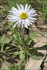 Brachyscome spathulata