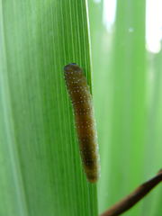 Rhadinoceraea micans