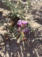 Astragalus arizonicus