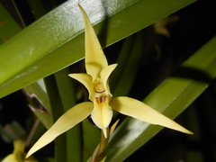 Nidema