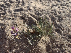 Astragalus arizonicus