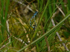 Coenagrion mercuriale